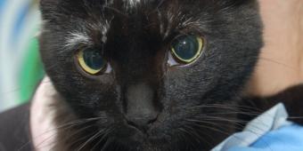 Vets call on public to respond to DEFRA consultation