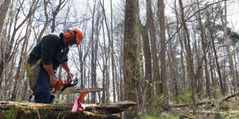 Ash trees 'could disappear in Britain'