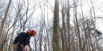 EU safeguards 'not protecting UK forests'