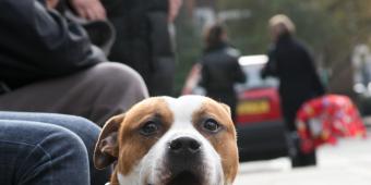 Anti-social behaviour bill fails to deal with dangerous dogs