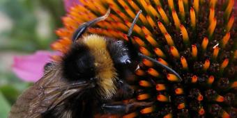 Bees insecticide ban ‘simplistic’