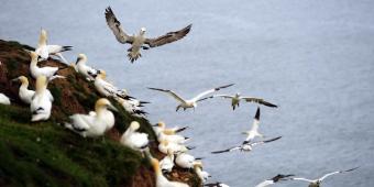 Urgent review after seabird deaths