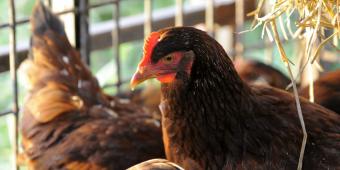 Downing Street refuses to rule out lifting ban on chlorinated chicken imports