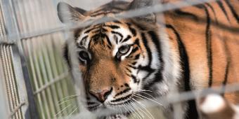 It’s time to stop the use of wild animals in travelling circuses