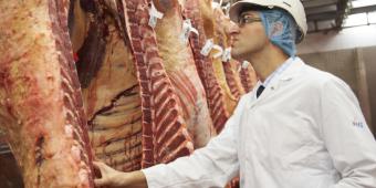 Animal welfare standards ‘overwhelmingly reliant’ on EU nationals