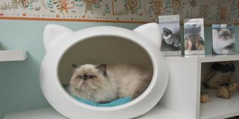 Tenants should have the right to own pets, Labour says