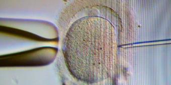 No-deal Brexit 'could leave couples with heartbreak' due to sperm shortage risk