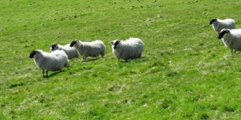 Barristers warn of ‘toothless’ environmental protections post-Brexit