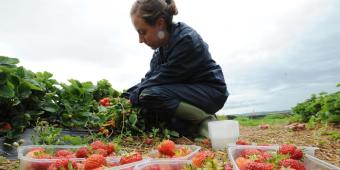UK needs a new 'Seasonal Agricultural Workers Scheme' now, not post-Brexit