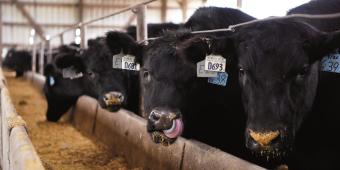 Post-Brexit trade could pose the biggest peacetime threat to the UK’s food security