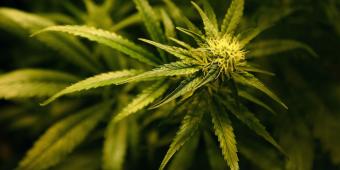 Norman Lamb MP: I want to start an open & mature discussion about the UK’s drugs laws
