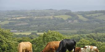 English beef and sheep farmers leading the way to emissions reductions