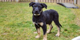 Blue Cross welcomes parliamentary debate into pet theft legislation