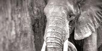 Closing the UK’s ivory trade is a statement of intent on environmental issues