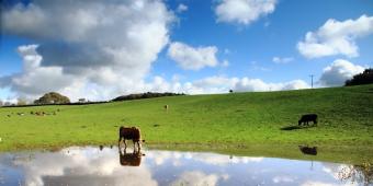 Smaller farms heading towards a cliff edge, warns CPRE