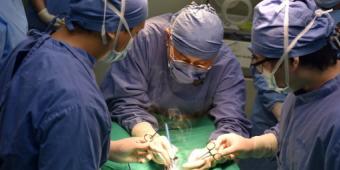 UK faces a potential vet shortage post-Brexit according to Veterinary Regulator