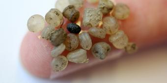Michael Gove: Plastic microbeads to be banned by end of the year