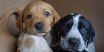 To solve the puppy trade problem, we need to be pragmatic