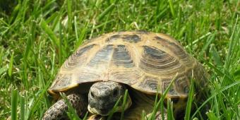 Don't leave your tortoise in a shoebox say vets