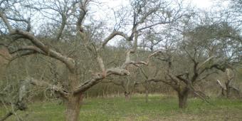 Lower Thames Crossing proposals threaten ancient woods in Kent and Essex