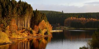 Ministers ‘must introduce new forestry bill’