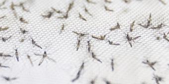 We are winning the war against mosquitoes – it’s time to finish the job