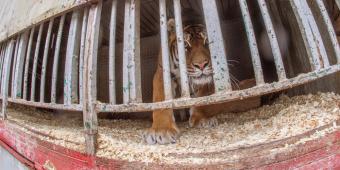 Race against time to protect endangered species