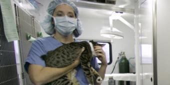 Vets across the country ‘struggling to recruit,’ BVA says