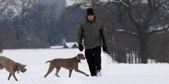 Government must do more to address the 'devastating problem' of pet theft