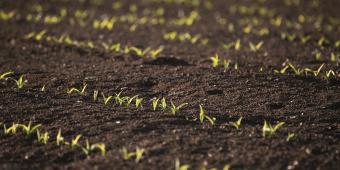 It's clear the UK's farming model is not sustainable. We need an alternative
