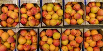 Firms should give free fruit and counselling to staff according to new government health strategy