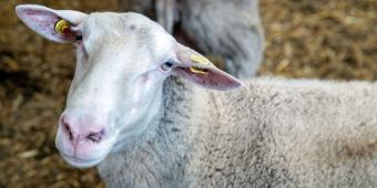 The British livestock industry must provide the highest possible animal welfare standards