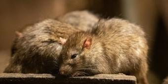Word in Westminster: Rat race