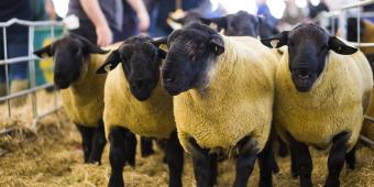 We must vigorously defend high animal welfare and environmental sustainability standards in FTAs