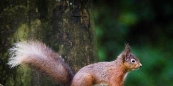 Woodland destruction, predators and disease - red squirrel decline is a tough nut to crack