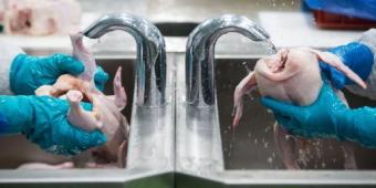 Acid Bath Chicken: could the UK face a flock of foreign food post-Brexit?