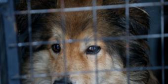 We need to properly ban the consumption of dog and cat meat in the UK