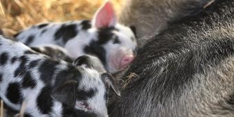 Vets pleased to see animal sentience back on Government’s agenda in Queen’s Speech