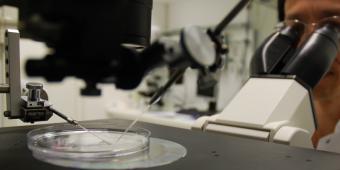 Call for plan to support UK’s stem cell trailblazers