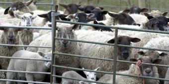Vets: Ban 'non-stun' slaughter of animals