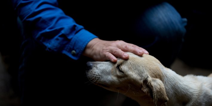 MPs' focus on RSPCA a 'disappointing distraction' from animal welfare improvements, say vets MPs' focus on RSPCA a 'disappointing distraction' from animal welfare improvements, say vets