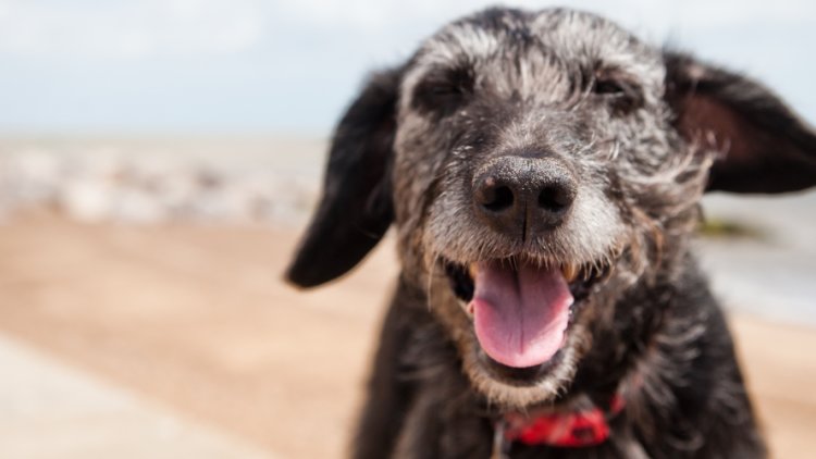 Hot dogs: pets under threat as temperatures soar