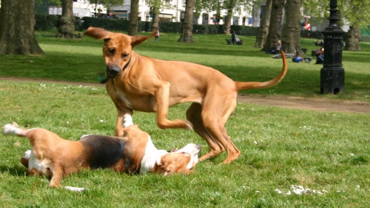 Hot Dogs: Vets urge owners to protect pets against rising temperatures