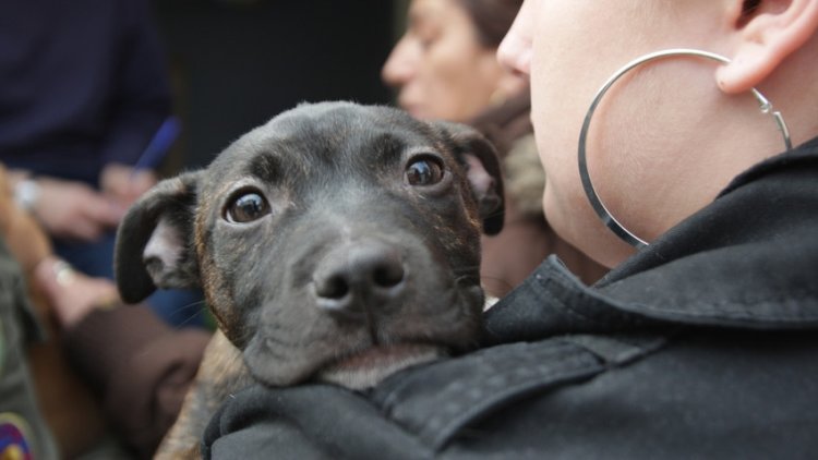 Conference 2012 : Are we still a nation of animal lovers?