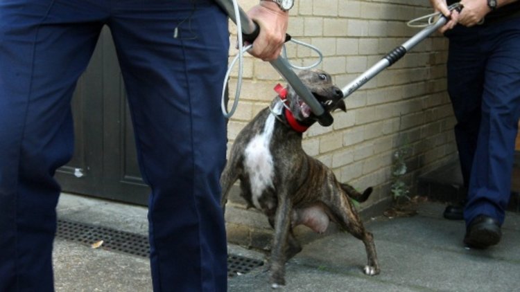 Compulsory microchipping of dogs is not enough