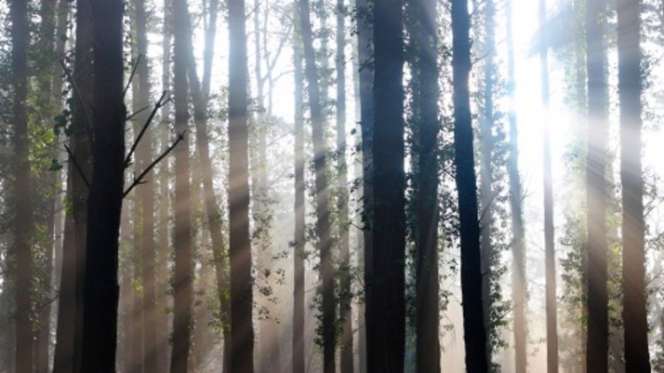 Ideal Queen's Speech: Establish new public forest estate management body
