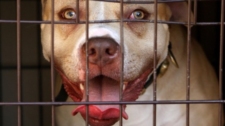 Prevent dangerous dog attacks say vets
