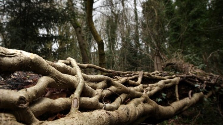 Retaining public support for forests is 'vital'
