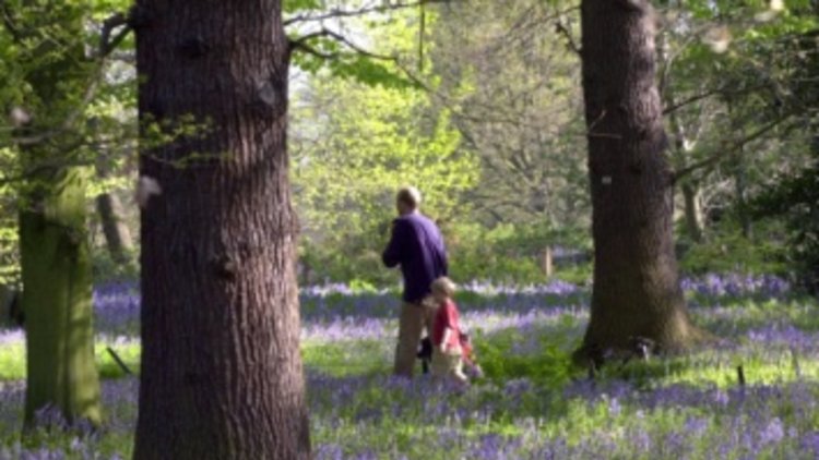Delivering a brighter future for the nation's forests