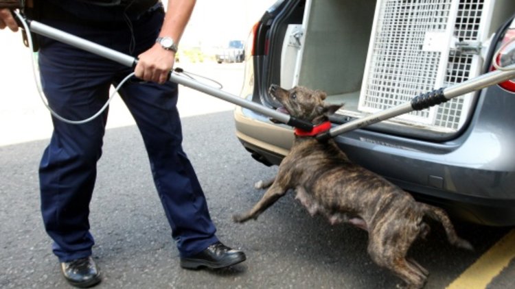 Government 'not done enough' on dangerous dogs